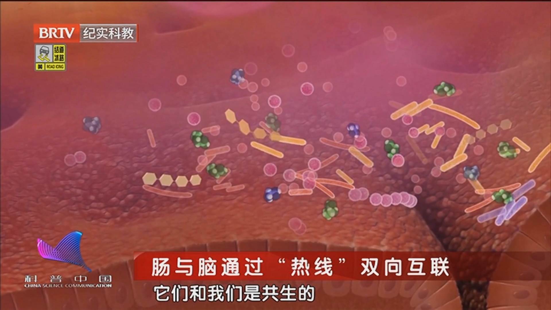 《科普中国·直击最前沿》20260301你的肠道正改写身体的剧本