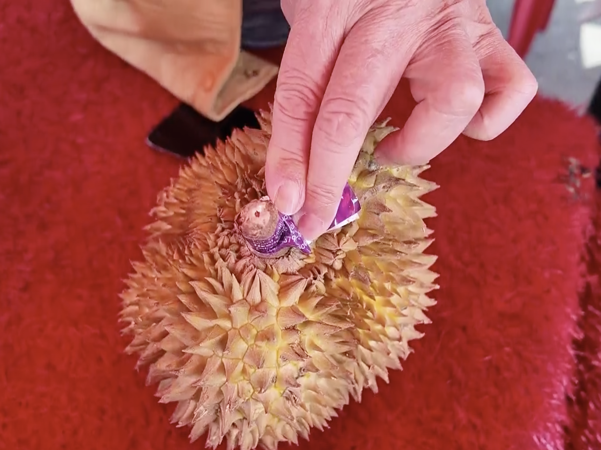 榴莲熟不熟？皮厚不厚？门道儿全在刺上