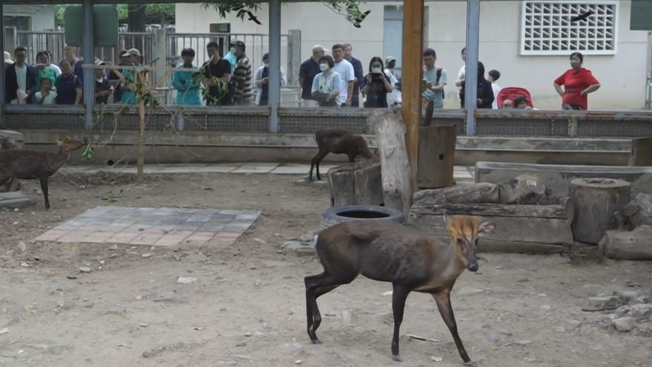悠悠端午情 京彩夏日行丨北京动物园给“百岁黑麂奶奶”过生日 悠悠端午情 京彩夏日行丨北京动物园给“百岁黑麂奶奶”过生日