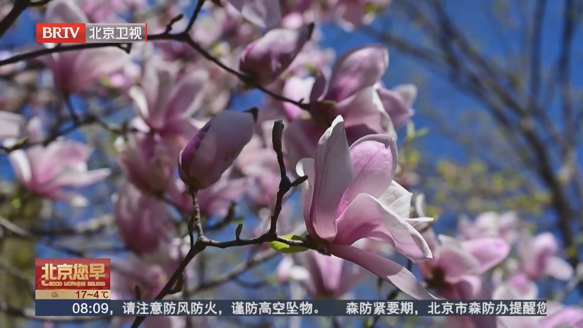 颐和园：春风轻抚春花正美