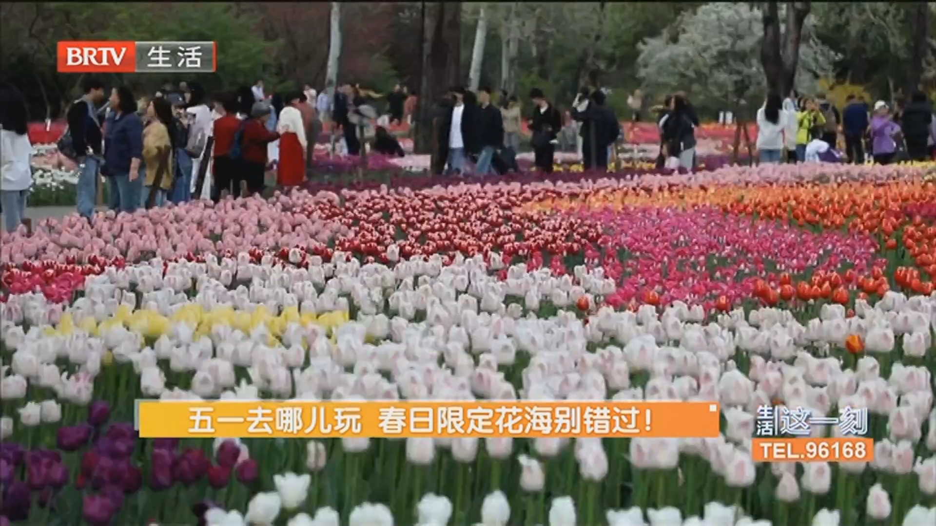 五一去哪儿玩 春日限定花海别错过！