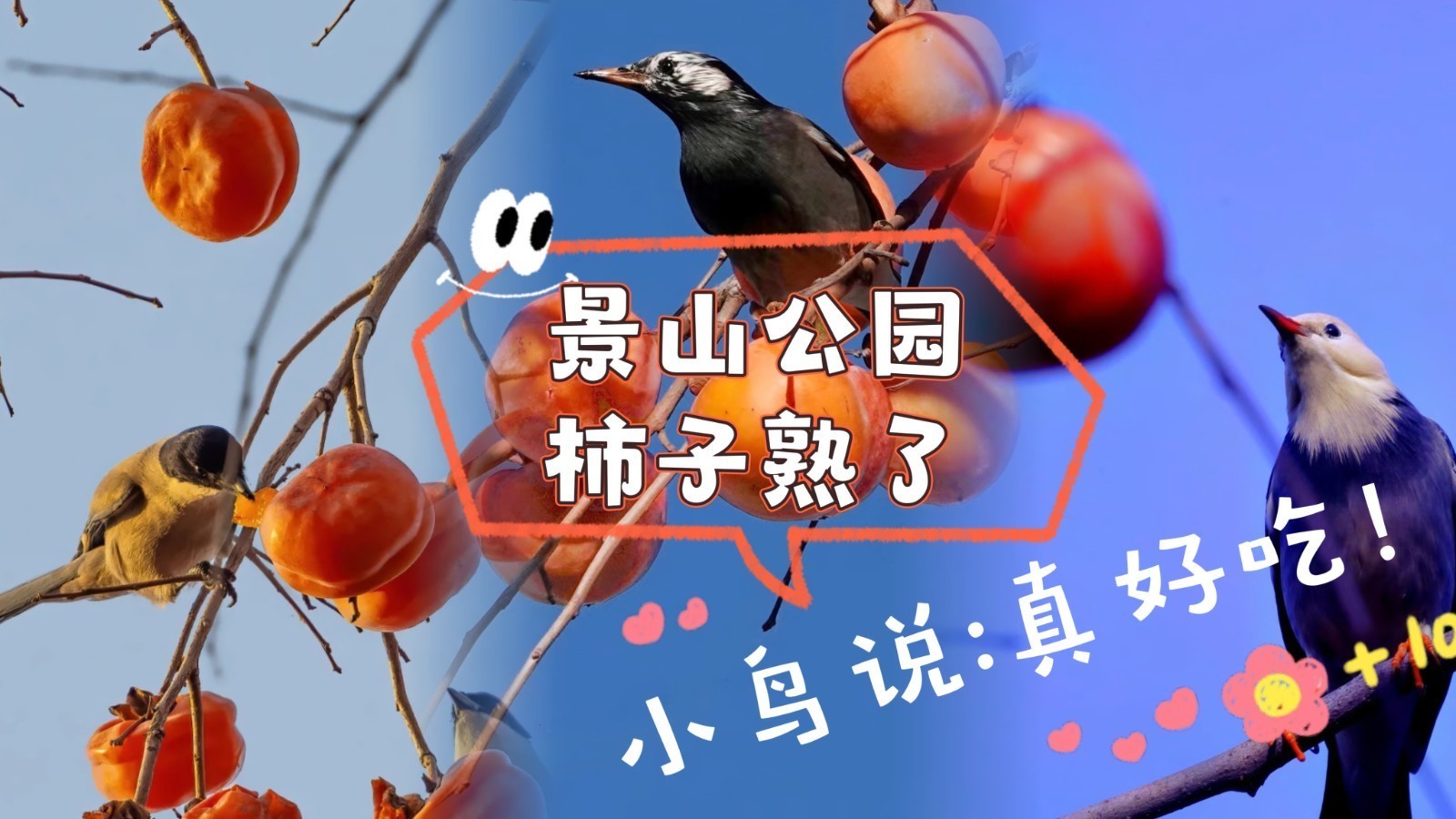 景山公园柿子熟了，小鸟也来尝鲜！