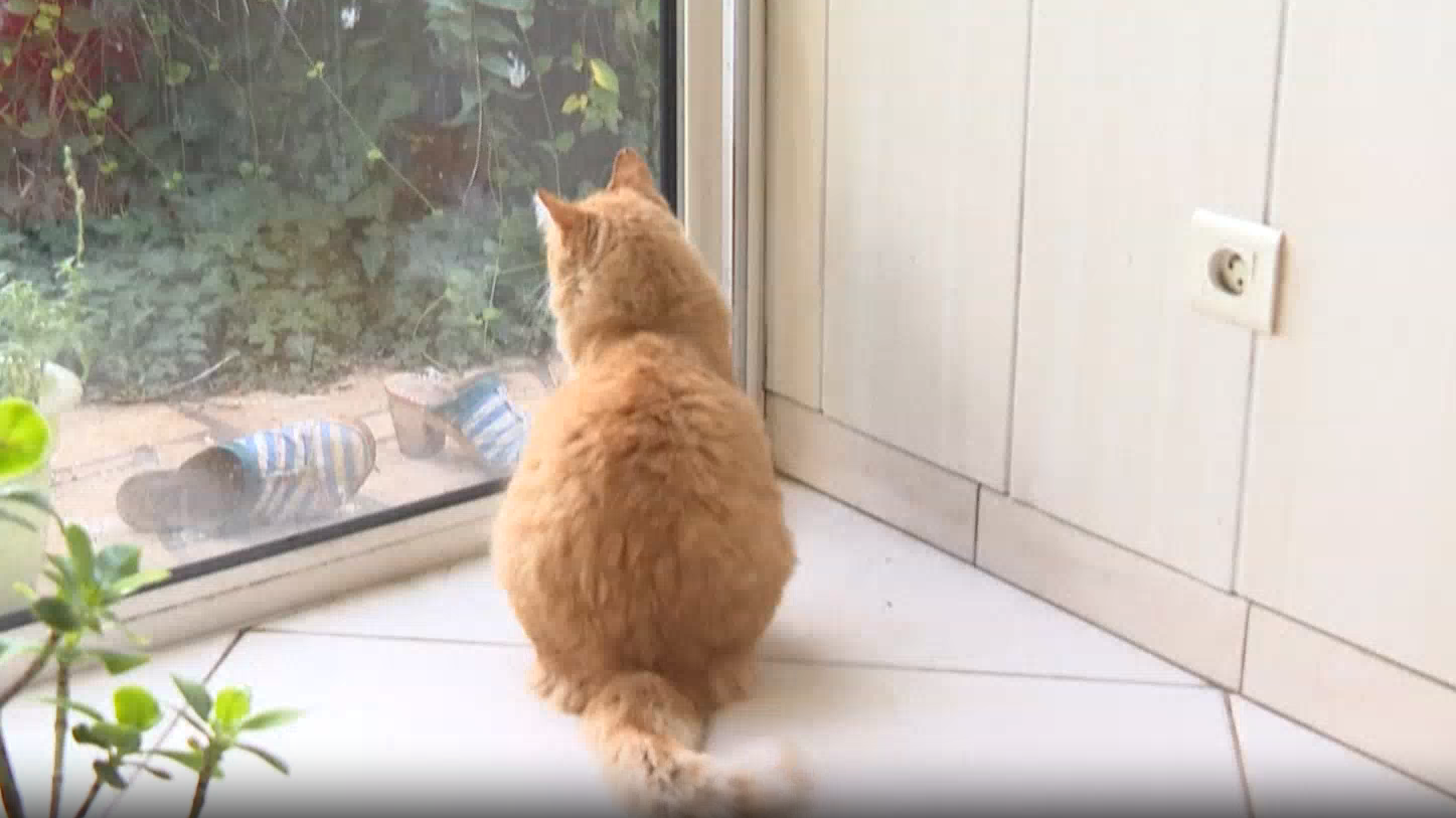 法国：橘猫太爱“串门”惹官司　主人被罚引关注