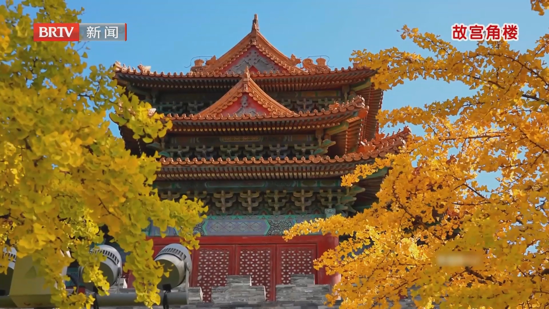 银杏进入观赏期