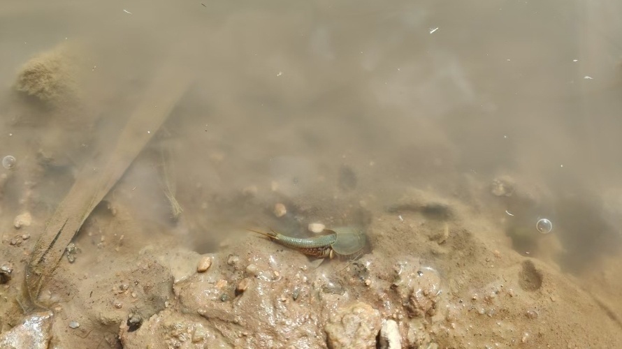 “活化石”鲎虫罕见现身极旱荒漠国家级自然保护区 “活化石”鲎虫罕见现身极旱荒漠国家级自然保护区