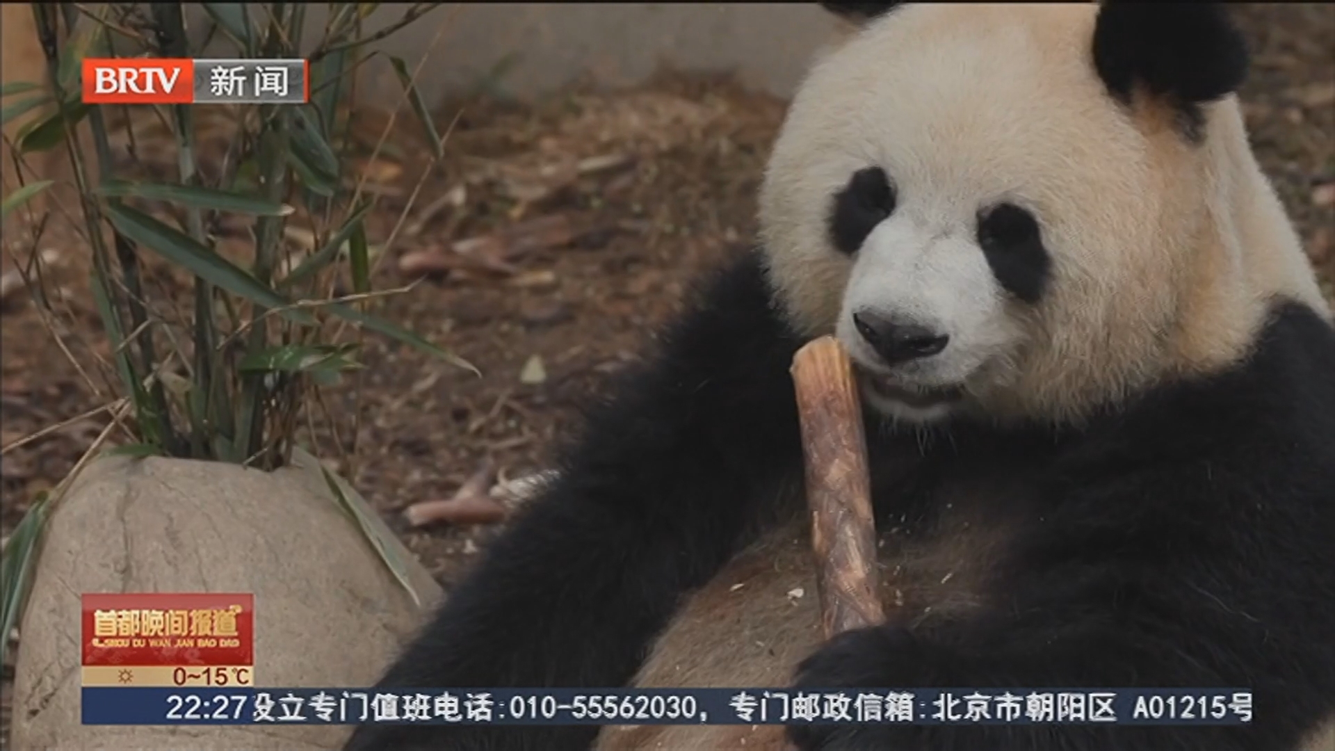 同比增长超70% 全球游客为熊猫“扎堆”成都