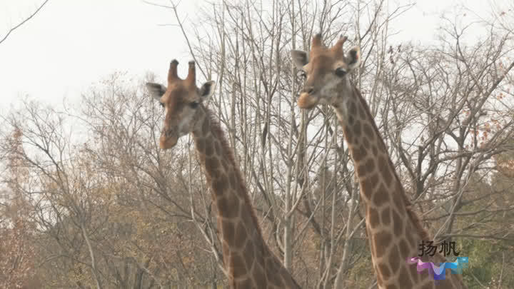 囤脂肪、开暖气!茱萸湾动物这样过冬…… 囤脂肪、开暖气!茱萸湾动物这样过冬……