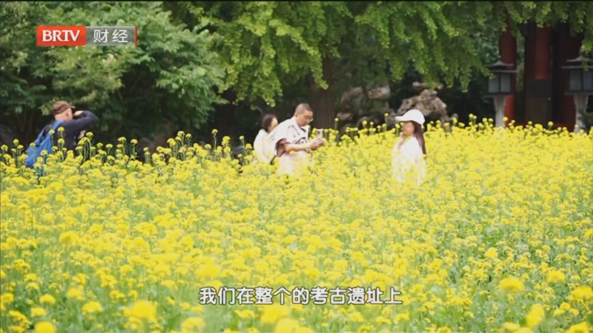 《首都经济报道》20260507油菜花海 月季花开 公园打造初夏消费新地标 《首都经济报道》20260507油菜花海 月季花开 公园打造初夏消费新地标