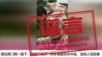 辟谣丨湖北荆门养猪场被淹?河南南阳暴发猪瘟? 辟谣丨湖北荆门养猪场被淹?河南南阳暴发猪瘟?