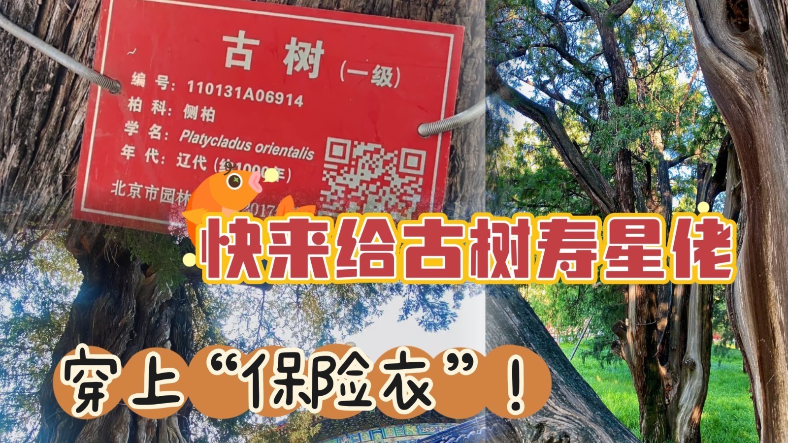 快来给寿星佬古树穿上“保险衣”！