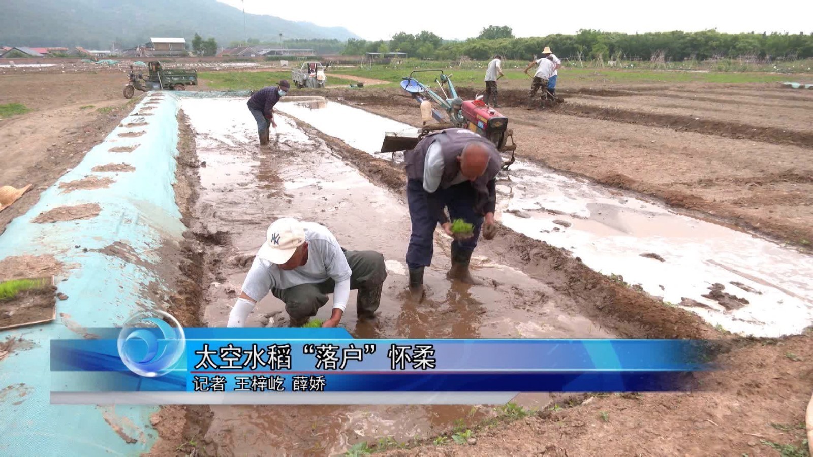 太空水稻“落户”怀柔