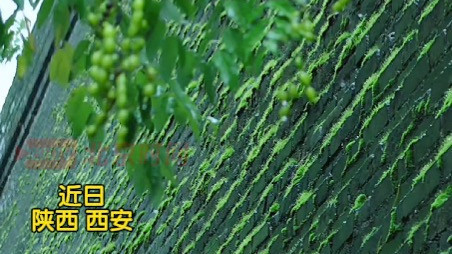 西安城墙被雨水滋润成“生态缸”  限定皮肤引游客驻足打卡